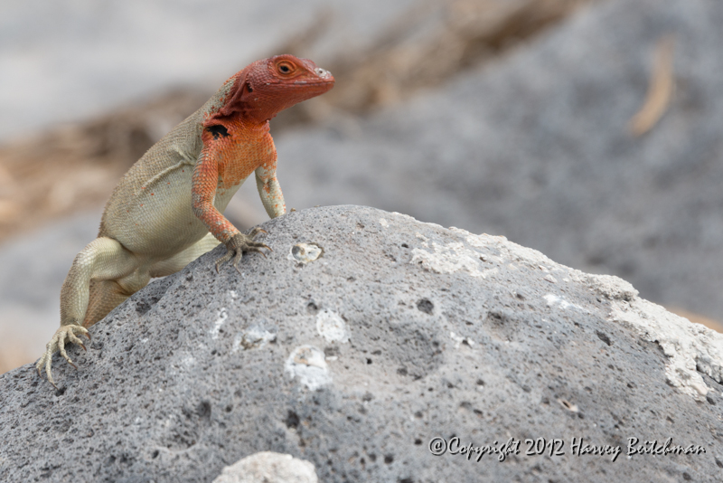 3492 Lava Lizard.jpg